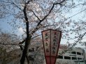 この木は五分咲きくらい？